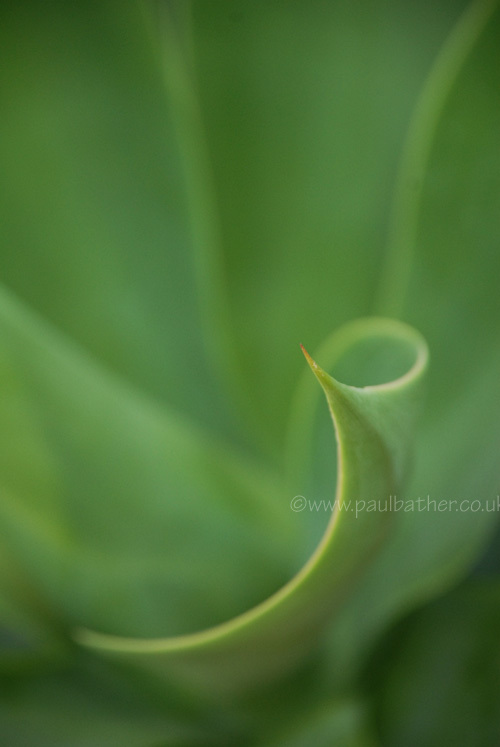 Green  Hosta